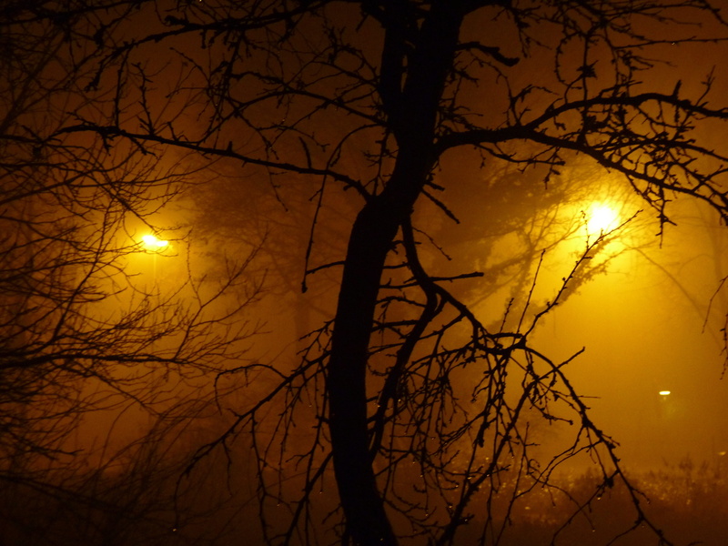 branch, scenics, aesthetic, abstract, bare tree, light beam, scrub, atmospheric, beauty in nature, bizarre, Fog, tranquility, Light, full moon, outdoors