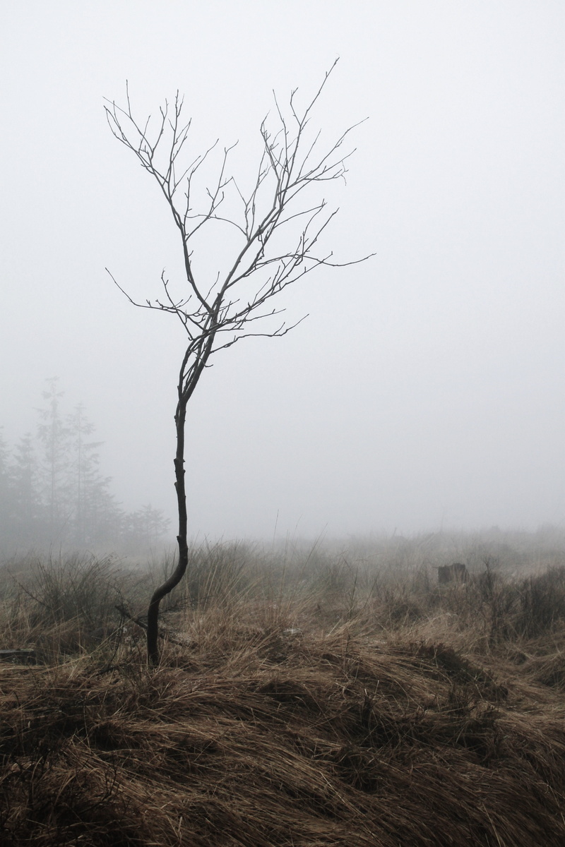 silent, swamp, meadow, tranquil scene, nature reserve, bare tree, tree, swampy, weather mood, environment, kahl, mood, atmosphere, moorland, dried, isolated