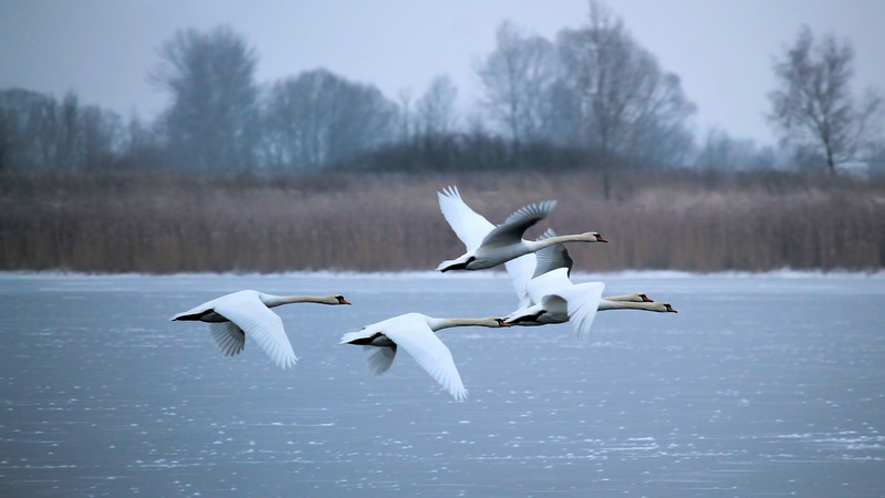 nature, spread wings, flock of birds, beauty in nature, animal, mid-air, fly, swans, bird, 4K, frozen, no people, seagull, flying, slurry, water, day