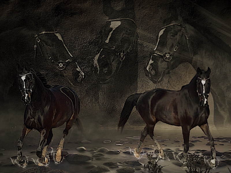two animals, domestic animals, collage, animal wildlife, vertebrate, no people, photoshop, water, horse, group of animals, outdoors, head, nature, dust