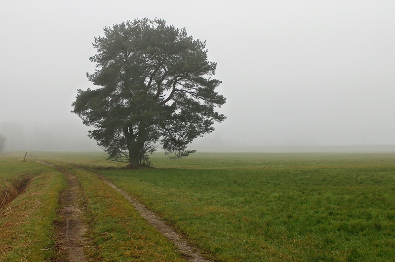 2K, landscape, meadow, green color, sky, fog, scenics - nature, growth, no people, pine, isolated, tranquil scene, grass, lonely, green, away, outdoors