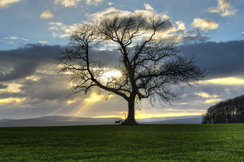 landscape, Sunset, suns, sky, animal, sun, grass, North Yorkshire, Green  Tree, Gisburn, outdoors, daytime, rays, silhouette, nature, field, Family tree