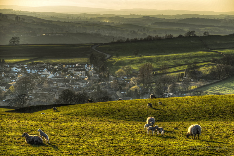 Sheep, lamb, Green  spring, grass field, 720P, Rural, grass, Sunset, outdoors, hill, landscapes, farm, near, green, mountain, North Yorkshire, agriculture