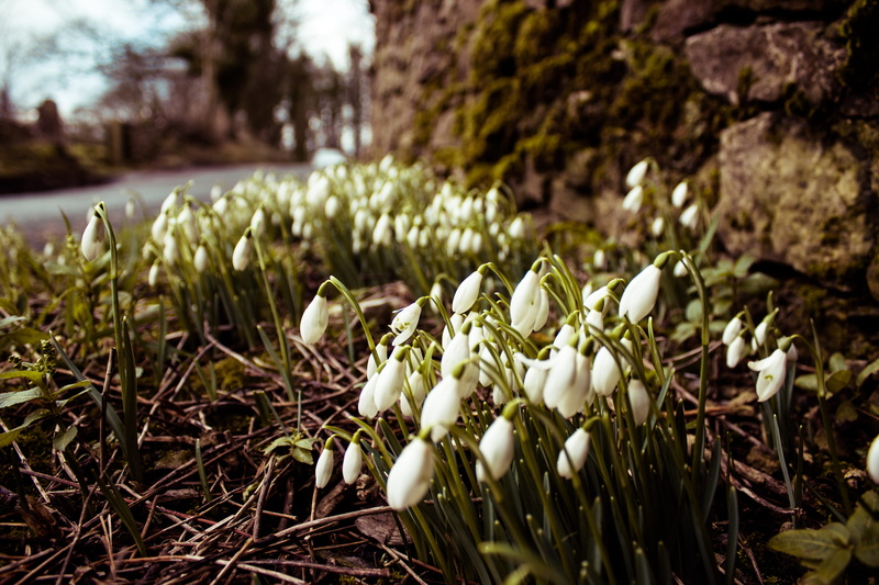 spring, freshness, land, close-up, outdoor, white, fragility, no people, focus on foreground, fresh, skipton, plant, petal, day, flowering plant, white color