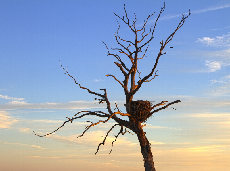 Clinton Lake, cloud - sky, dead plant, outdoors, Kansas, Nature, Eagle, beauty in nature, sunlight, s, bare tree, tranquility, sunset, Tree, no people