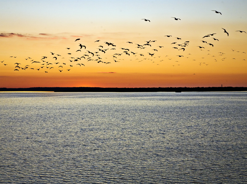 flock of birds, scenics - nature, flying, Scenery, Nature, animal themes, animal wildlife, vertebrate, no people, Seagulls, silhouette, outdoors, Sunset