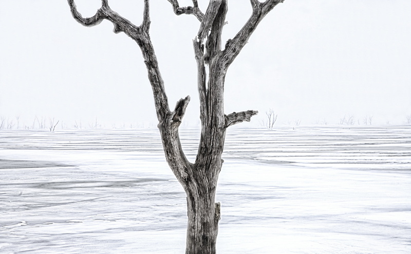 dead tree, Lake, tranquility, sky, bare tree, Winter, gray, no people, dead plant, snow, Clinton Lake, Travel, Scenery, outdoors, branch, 4K, tree trunk