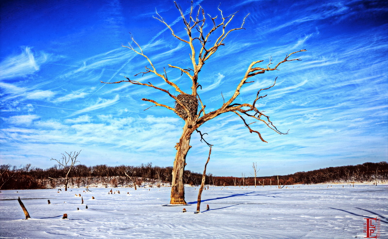 united states, cloud - sky, Scene, day, field, Lawrence, Winter, tranquility, bare tree, Clinton Lake, Nature, 4K, cold temperature, isolated, Kansas