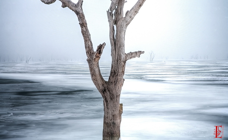 united states, cold temperature, Lawrence, branch, White, tranquility, dead tree, no people, Tour, Scenery, gray, Scene, Clinton, day, environment, dead