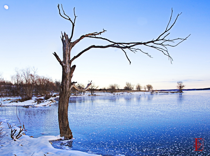 cold temperature, Scene, Blue, Scenery, Landscape, frozen, leafless, Nature, united states, clinton, dead plant, plant, no people, tranquility, Clinton Lake