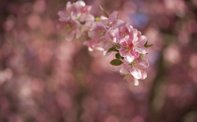 Kansas, Lawrence, outdoors, petal, nature, plant, Blossoms, Aero, close-up, Tree, pink color, flower, springtime, Flowers, Spring, fragility, Pink, flower head