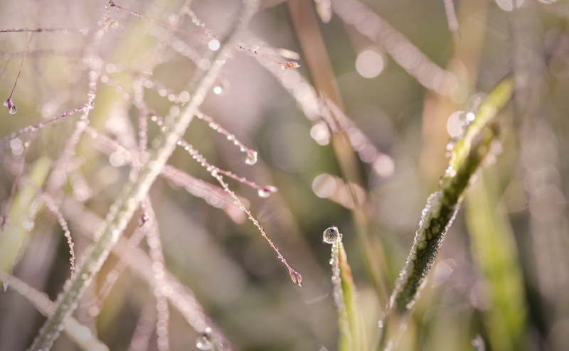 day, dew, Grass, nature, growth, outdoors, Delicate, plant, Lawrence, raindrop, selective focus, wet, Aero, close-up, Tiny, freshness, beauty in nature