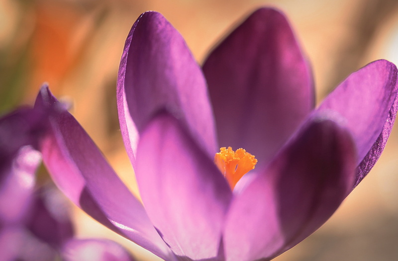 beauty, Purple, Lawrence, nature, fragility, inflorescence, 2K, softness, freshness, pink color, blossom, Kansas, no people, growth, Flower, outdoors