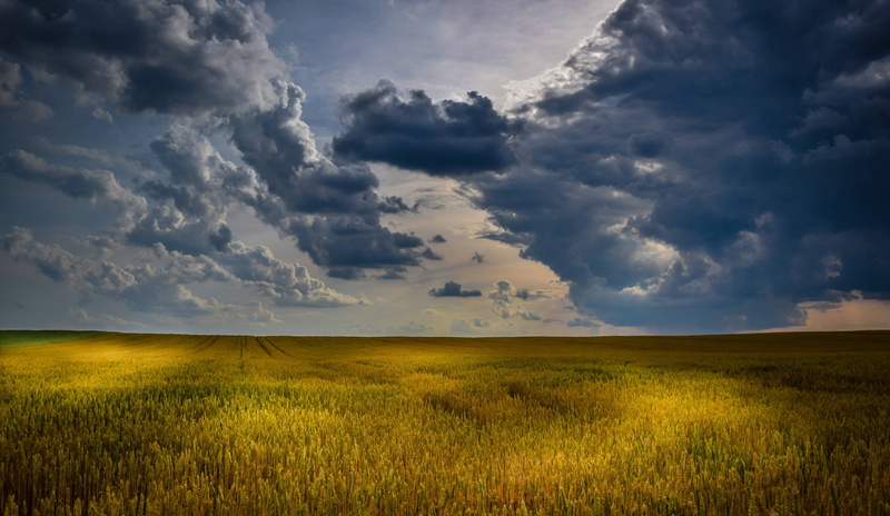 landscape, environment, plant, sky, tranquil scene, cloud - sky, outdoors, rural scene, agriculture, summer, horizon, field, horizon over land, beauty in nature