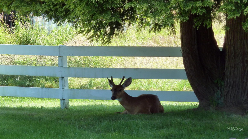 grass, hunting, rest, pacific northwest, washington, hunt, deer, evergreen, fence, awhile, spike, 1080P, field