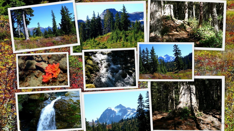 washington, 1080P, leaves, widescreen, pacific, 3d and abstract, trees, falls, mountains, northwest, forest, collage, woods