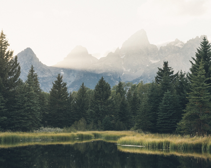 woods, scenics - nature, beauty in nature, lake, travel, pine woodland, coniferous tree, conifers, peaceful, majestic, tranquility, reflection, sky, foggy
