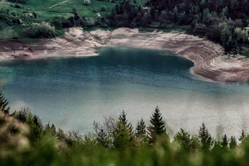 tara national park, pine, focus, pine tree, pine trees, day, srbija, scenics - nature, growth, shoreline, travel, lake, pine woodland, beautiful, zaovine