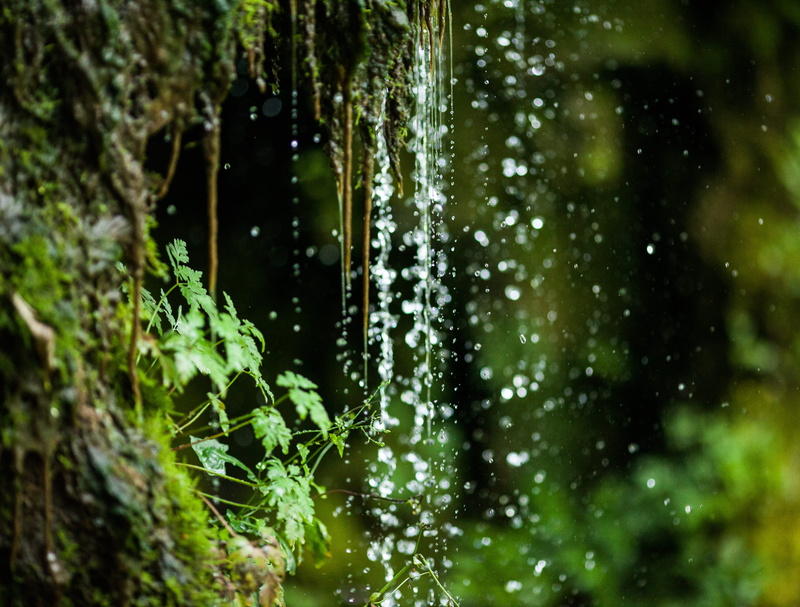 plant, running water, lake, perucac, nemanja obradovic, srbija, close-up, tara, growth, green, trees, selective focus, focus on foreground, raindrop, window