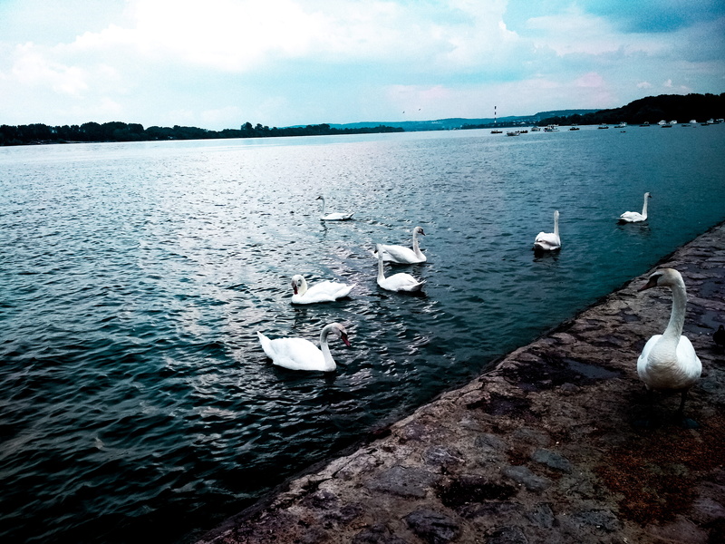 swans, animal themes, seagull, nature backgrounds, flock of birds, animal, river, no people, cloud - sky, nature, floating on water