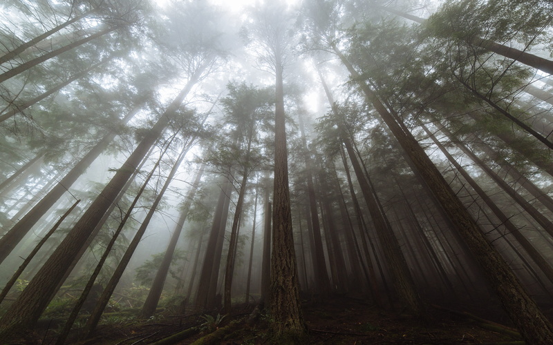 nature, foggy, scenics, light - Natural Phenomenon, washington state, leaf, green, fog, tree Trunk, morning, mysteriou, eye, mist, beauty In Nature, green Color