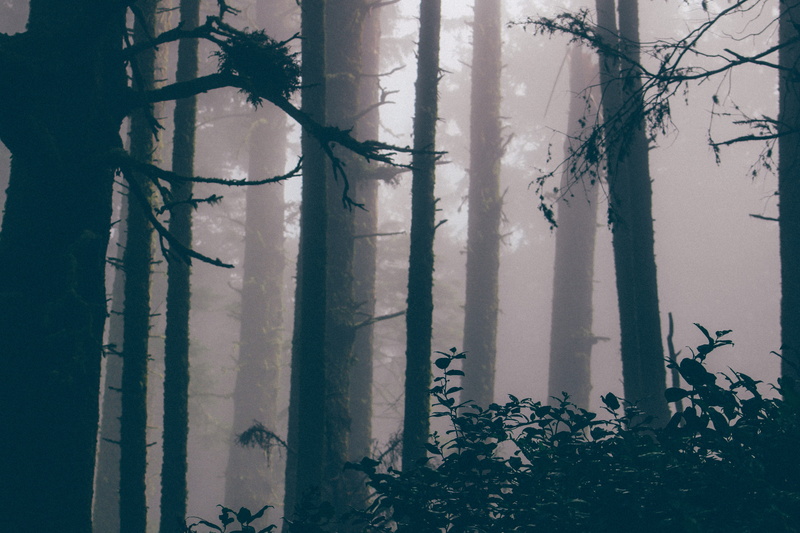 moist, land, wood, environmental issues, hike, horror, outdoors, covered, dark, twilight, changing form, plant part, evergreen tree, no people, environment