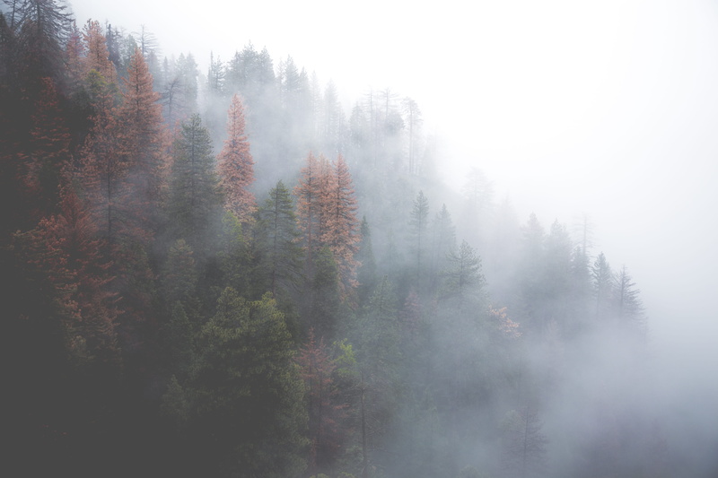 coniferous tree, trees, green, environment, evergreen tree, autumn, pine Tree, pine, no people, hazy, tree, weather, woodland, cloud, land, morning, outdoors