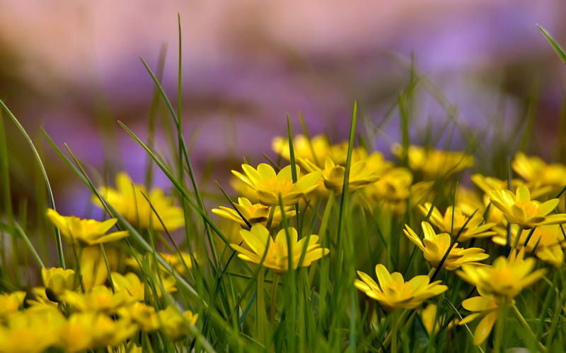 naturaleza, flores, amarillas, 2K, silvestres