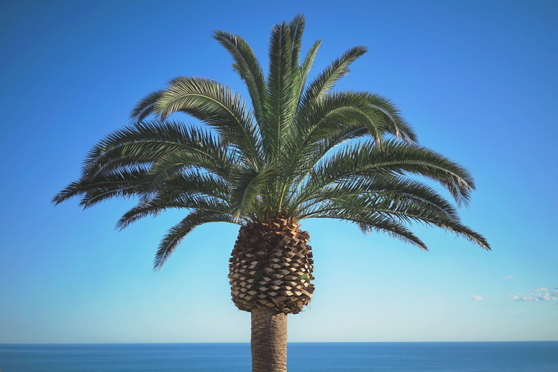 plant, clear sky, outdoors, green, tree, 5K, horizon, ocean, day, tranquility, blue, tropical climate, calm, peaceful, spain, nature, horizon over water