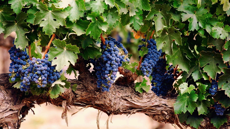 plant part, fruta, plantation, food and drink, outdoors, racimos, leaf, growth, healthy eating, vine, 2K, grape, uva, fruit, parra, nature, food, naturaleza