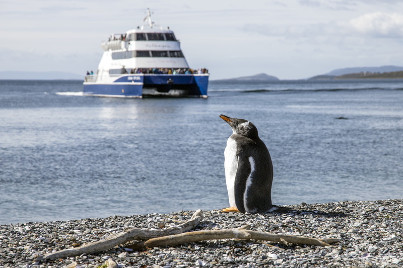 sky, one animal, mode of transportation, daytime, wood, animals in the wild, vertebrate, shore, cruise ship, no people, sea, animal, isla martillo, blue