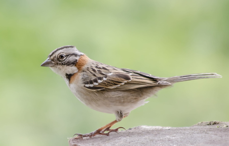 beauty in nature, full length, perching, focus on foreground, animal wildlife, side view, plant, vertebrate, animal themes, argentina, wood - material