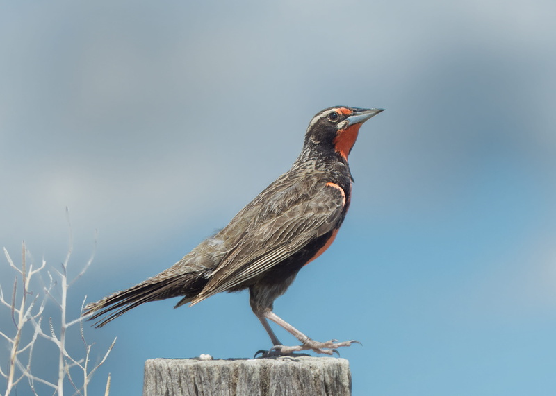 vertebrate, animals in the wild, animal themes, cabildo, perching, full length, bird, close-up, argentina, mouth open, nature, clear sky, outdoors, copy space