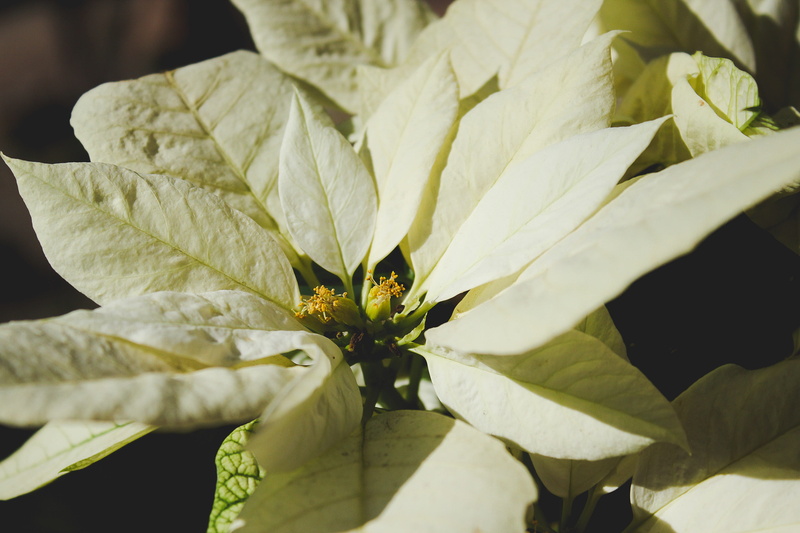 2K, méxico, plant, nochebuena, flowering plant, christmas flower, plant part, traditions, close-up, vulnerability, leaf, blanca, fragility, flor, sunlight