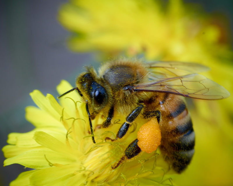 one animal, vulnerability, yellow, animal wildlife, black, pollination, animal themes, apidae, bahía blanca, no people, flowering plant, close, nature