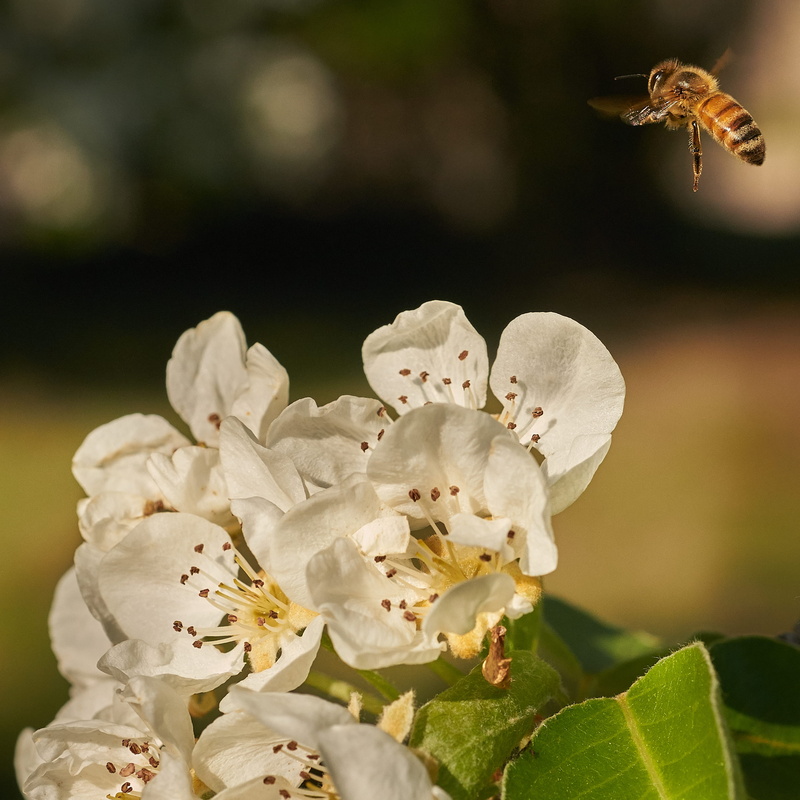 vulnerability, 2K, petal, bahía blanca, pollination, invertebrate, blossom, animal themes, cabildo, freshness, white color, inflorescence, focus on foreground