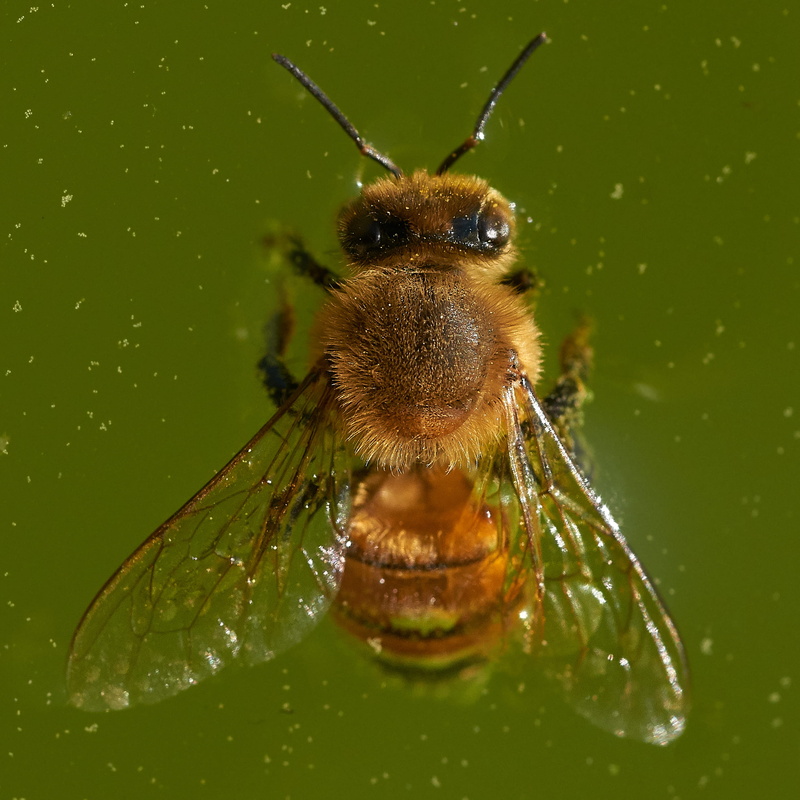 water, zoology, animal, plant part, invertebrate, bahía blanca, bee, animal eye, no people, green color, nature, close-up, leaf, animal wildlife, drop