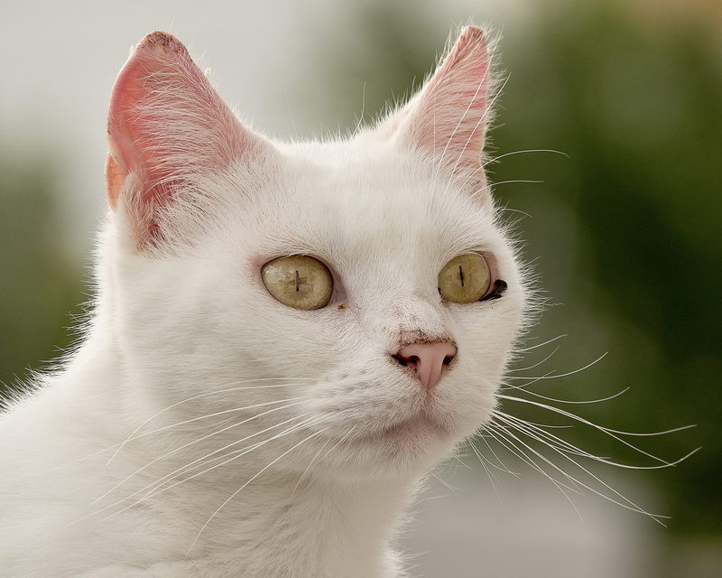 one animal, animal body part, vertebrate, portrait, close-up, argentina, cute, cat, no people, mammal, animal themes, animal head, tabby, whisker, animal