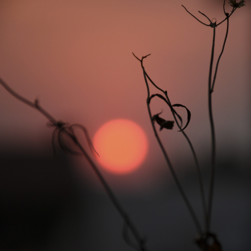 branch, close-up, plant, silhouette, bahía blanca, bare tree, twig, plant stem, plant part, nature, argentina, illuminated, selective focus, sun, orange color