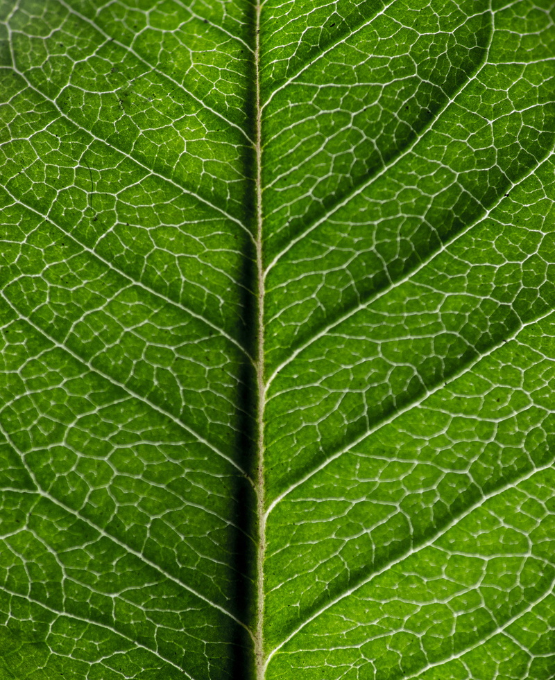 leaf, macro, bahía blanca, beauty in nature, close-up, backgrounds, growth, natural pattern, textured effect, leaf vein, brightly lit, plant part, no people