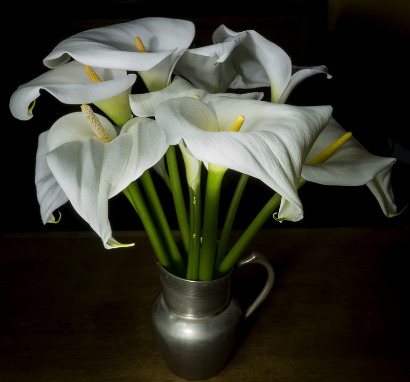 calas, vase, petal, flower arrangement, plant, fragility, white color, flower, nature, flower head, black background, white, light paiting, vulnerability