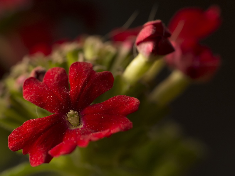 growth, close-up, bahía blanca, black background, flower head, selective focus, rose, red, focus on foreground, flowering plant, rose - flower, beauty in nature