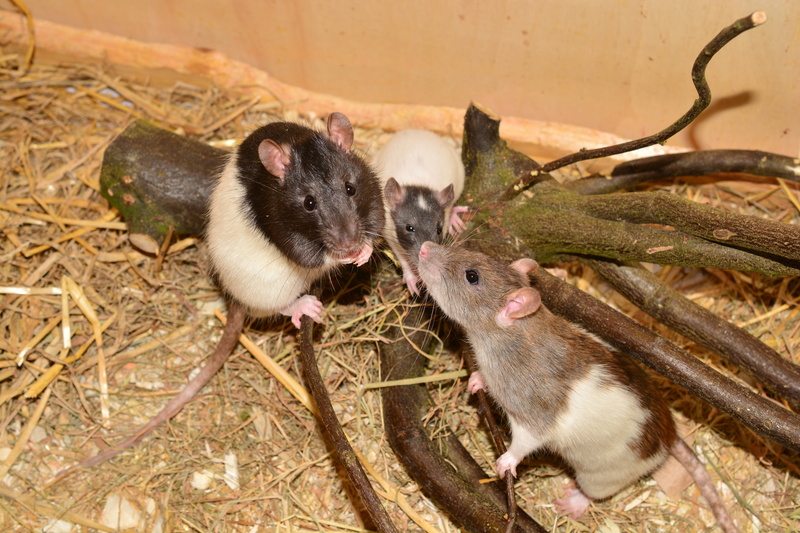 image, animal themes, vertebrate, herbivorous, close-up, cute, 5K, group of animals, rat, mammal, mouse, domestic, pets, animals in the wild, small, domestic animals