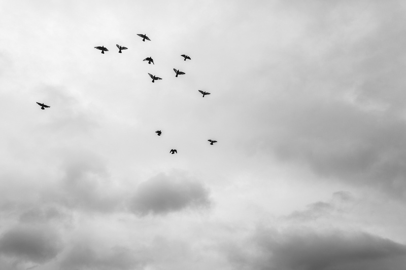 group of animals, brazil, birds, mid-air, rio claro, animal, fly, low angle view, large group of animals, animal wildlife, vertebrate, outdoors, nature