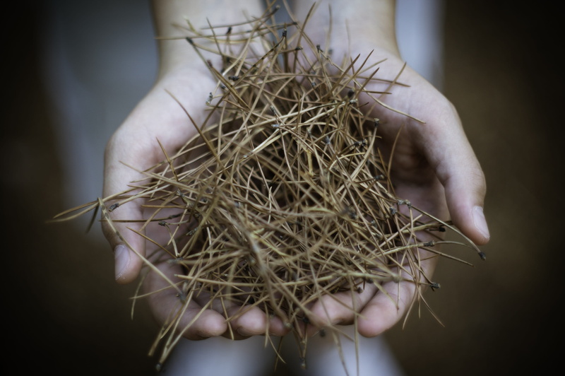 hand, holding, brown, unrecognizable person, close-up, portugal, twig, monsanto, hay, needle, dry, forest, human body part, one person, 4K, selective focus