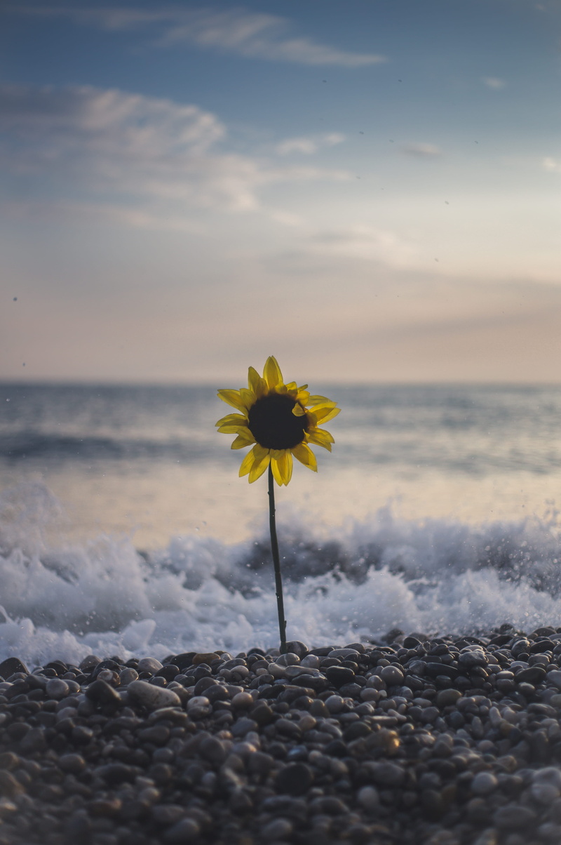 floral, scenics, landscape, girasol, summer, leaf, sky, blue, sunlight, vacations, outdoor, coastline, sunset, seashore, plant, close-up, sea, petal, no People
