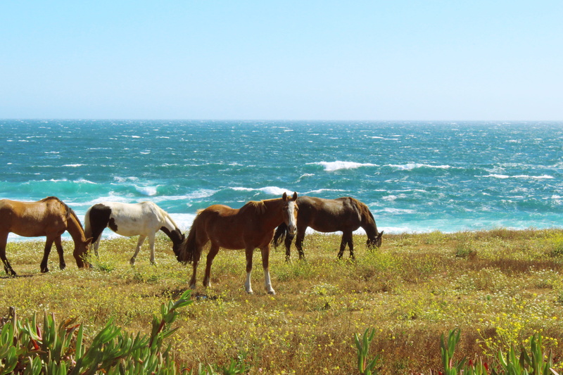 wind, land, summer, domestic animals, day, outdoors, domestic, animal themes, plant, vertebrate, horizon over water, grass, sun, sky, animal, group of animals