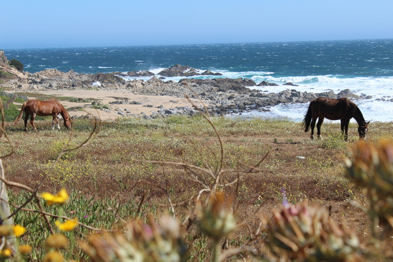 outdoors, summer, chile, plant, pets, nature, vertebrate, day, domestic animals, grass, sea, sun, horizon over water, group of animals, sky, wind, beach