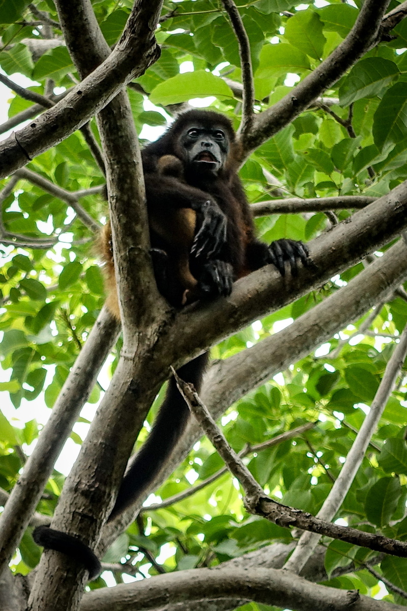 sitting, nature, portrait, primate, animal, focus on foreground, 2K, branch, day, tropics, monkey, animal themes, animals in the wild, mammal, animal wildlife