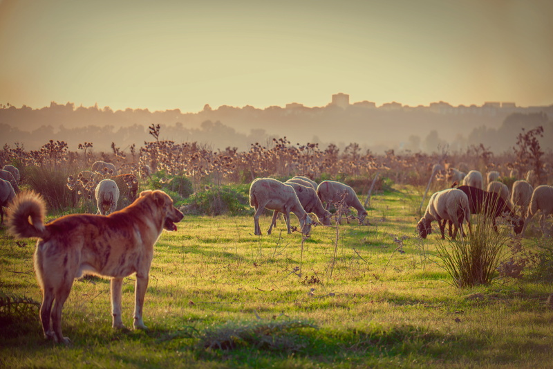 wildlife, outdoors, animal, dog, Negra, short, tan, sheep, herd, grass, mammal, nature, coated, animals In The Wild, sunset, españa, 5K, sevilla